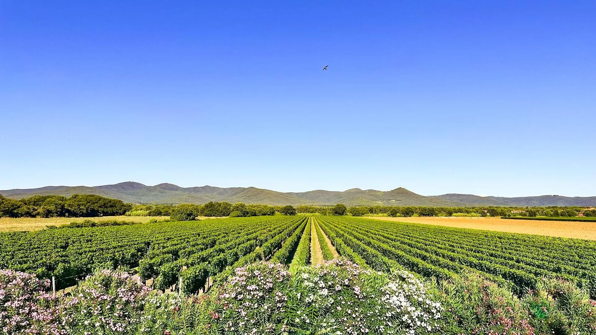 Agriturismo La Rondine Bolgheri Farm stay